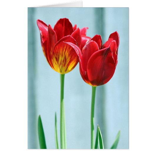 Tulip Greeting Card (Front)