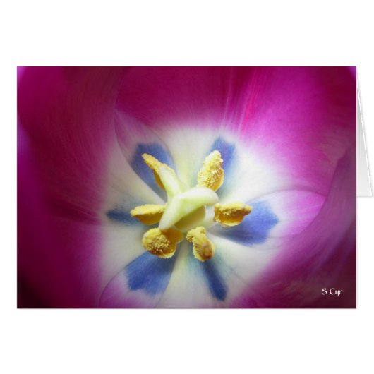 Tulip Heart, S Cyr (Front Horizontal)