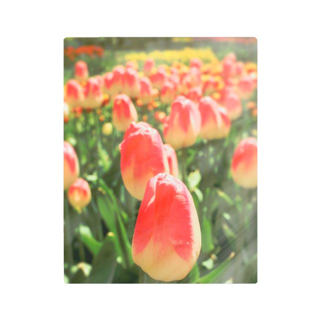 Tulip Heaven Metal Print (Front)