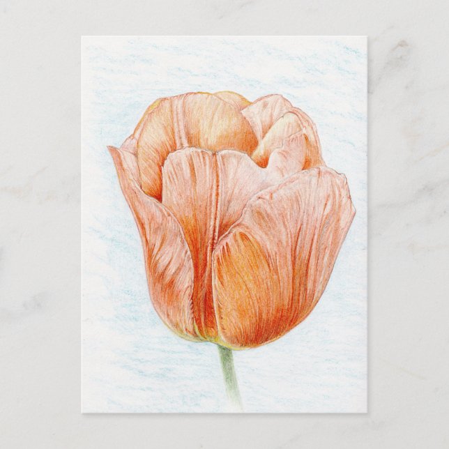 Tulip in Peach Color Postcard (Front)