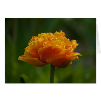 Tulip in Spring Cards