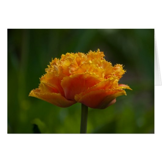 Tulip in Spring Cards (Front Horizontal)