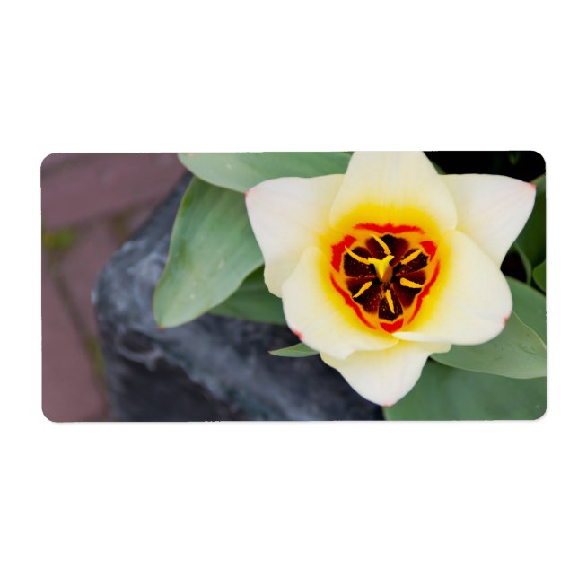 Tulip Label (Front)
