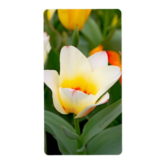 Tulip Label (Front)