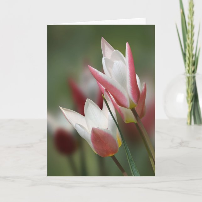 tulip Lady Jane birthday card (Front)