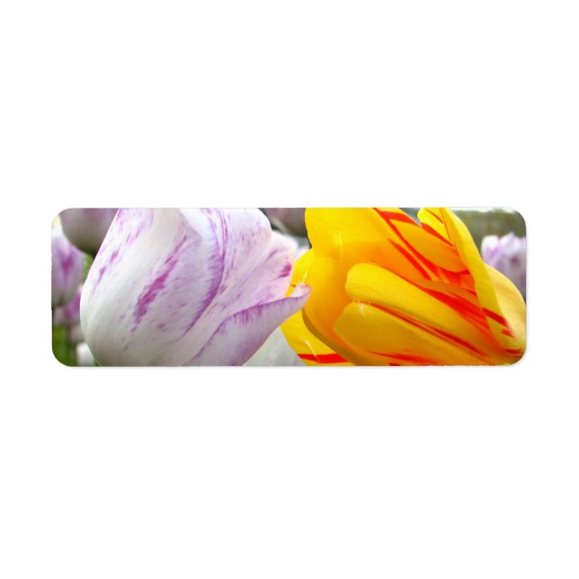 Tulip Love Label (Front)