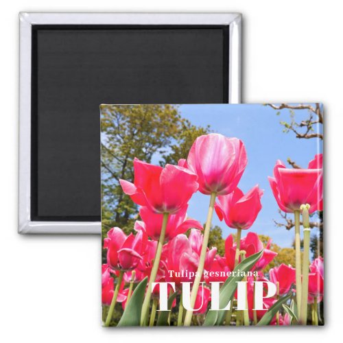 Tulip Magnet