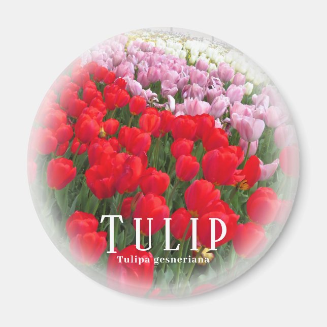 Tulip Magnet (Front)