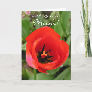 Tulip of Love  Card