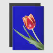 Tulip on blue background (Front/Back)