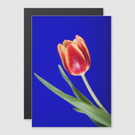 Tulip on blue background (Front/Back)