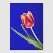 Tulip on blue background (Front)