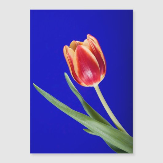 Tulip on blue background (Front)