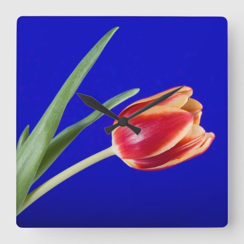Tulip on blue background square wall clock