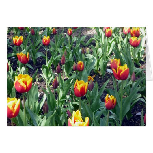 tulip orange cards (Front Horizontal)