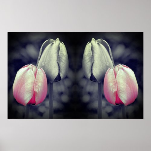 Tulip Pair Black And White Partial Color  Poster