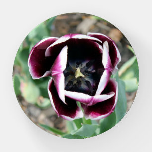 Tulip Paperweight