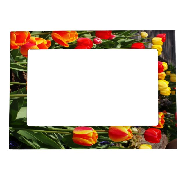 Tulip Patch Magnetic Picture Frame (Front)