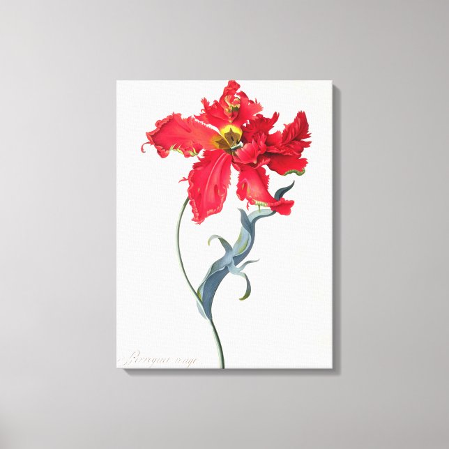 Tulip: Perroquet Rouge Canvas Print (Front)