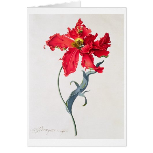 Tulip: Perroquet Rouge Cards (Front)
