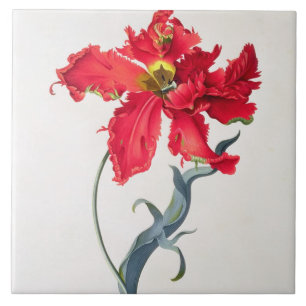 Tulip: Perroquet Rouge Ceramic Tile