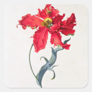 Tulip: Perroquet Rouge Square Sticker