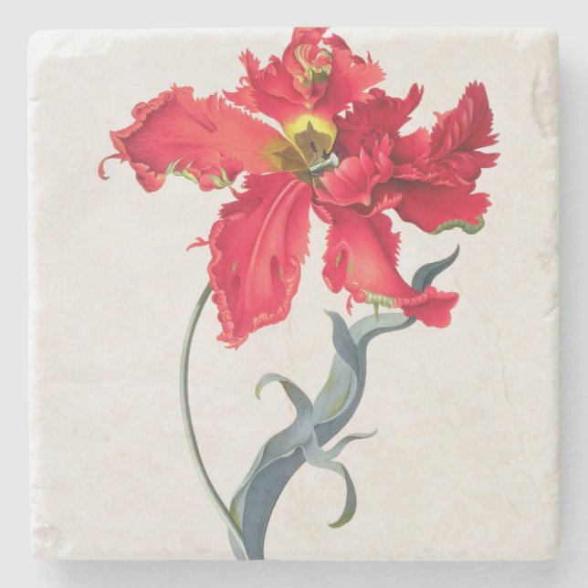 Tulip: Perroquet Rouge Stone Coaster (Front)