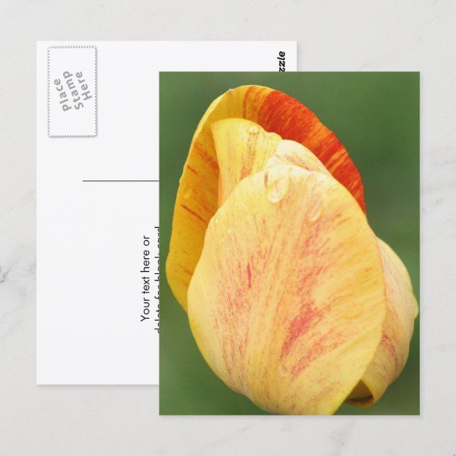Tulip Petals Flower Photography Personalized Postcard (Front/Back)