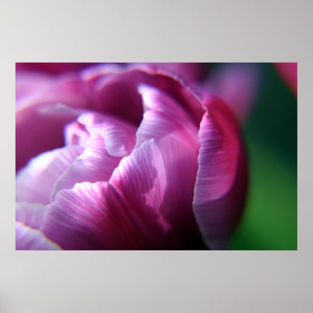 Tulip Petals Poster (Front)