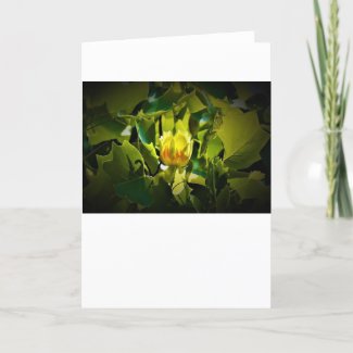 Tulip Poplar Blossom, card