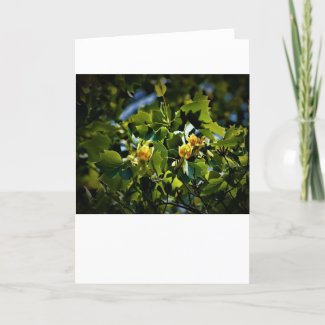 Tulip Poplar Blossom, card