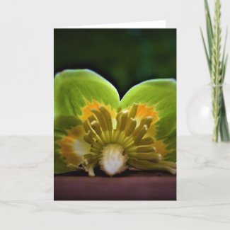 Tulip Poplar Blossom, card