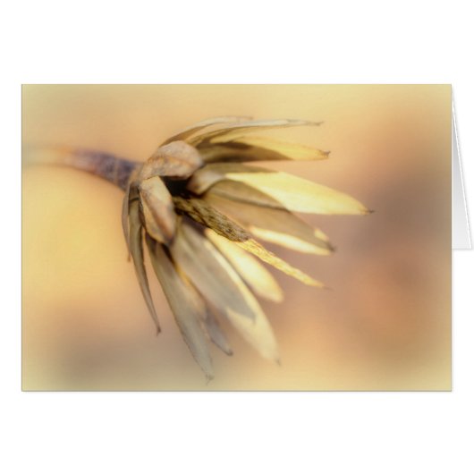 Tulip Poplar Empty Seed Pod Cards (Front Horizontal)