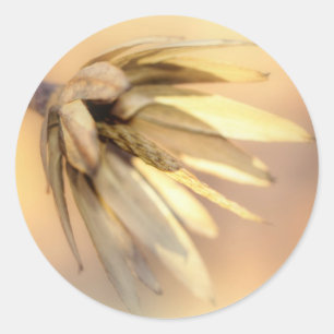 Tulip Poplar Empty Seed Pod Classic Round Sticker