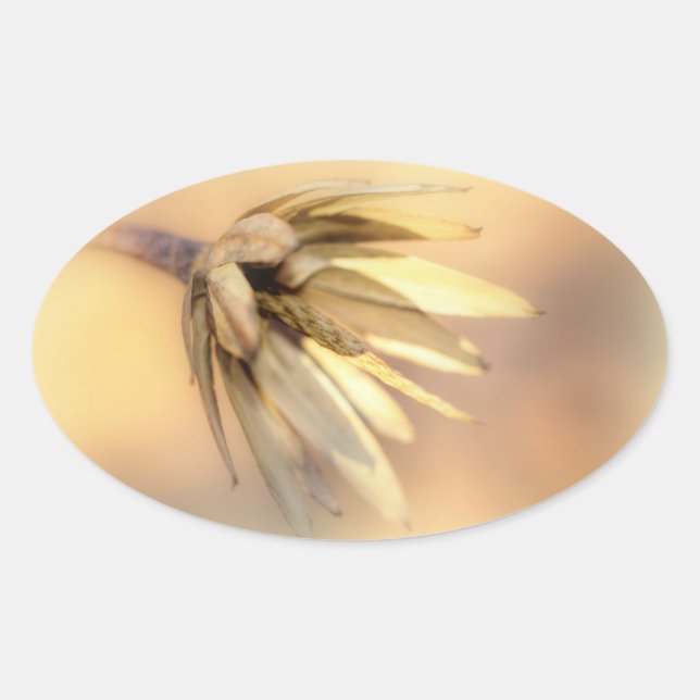 Tulip Poplar Empty Seed Pod Oval Sticker (Front)