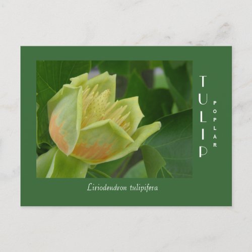 Tulip Poplar Flower Postcard