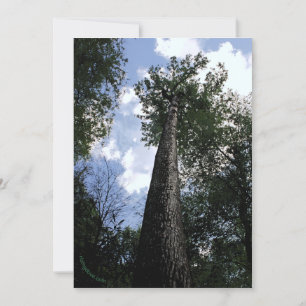 Tulip Poplar/Joyce Kilmer poem Trees Card