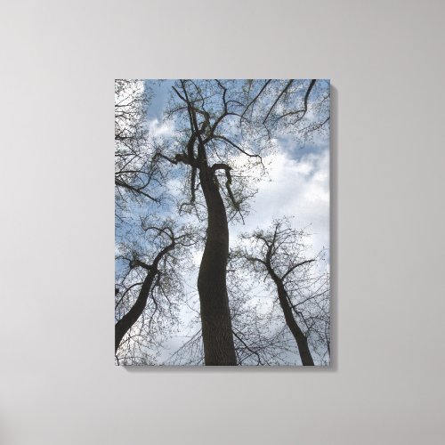 Tulip Poplar Trees Cloudy Blue Sky Canvas