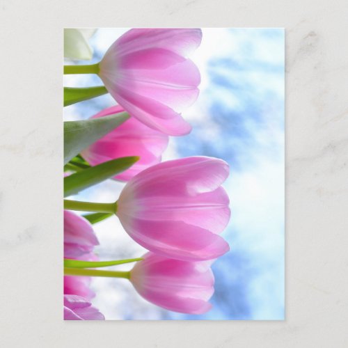 Tulip Postcard