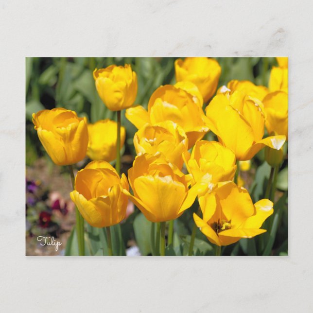 Tulip Postcard (Front)