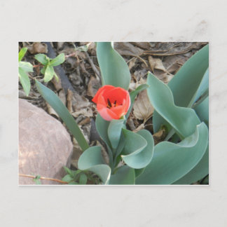 Tulip Postcard