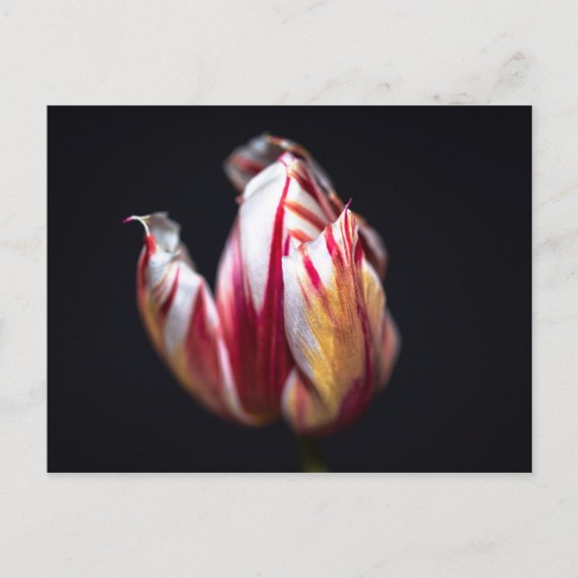 Tulip Postcard (Front)