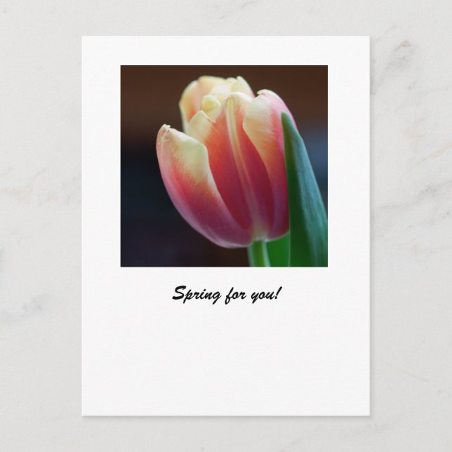 Tulip Postcard (Front)