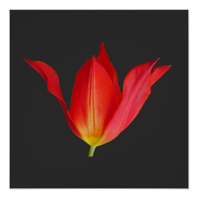 Tulip Poster (Front)