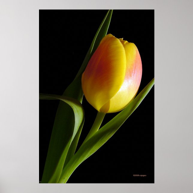 Tulip Poster (Front)