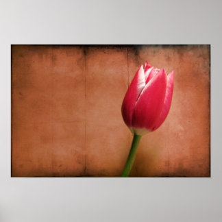Tulip Poster