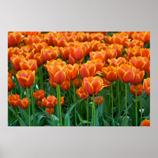 Tulip Poster (Front)