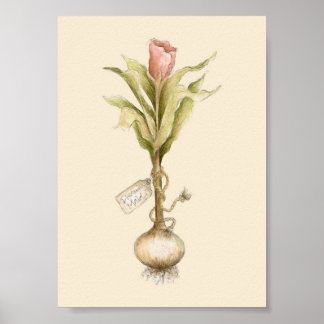 Tulip - Poster