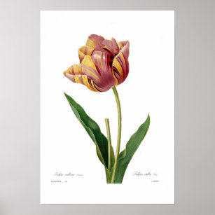 70x100cm 50x70cm Botanical Print 2 colors 30x40cm 61x91cm 21x30cm 24x36 Withered Poster of tulips 12x16 18x24