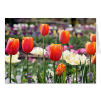 Tulip Rainbow Cards